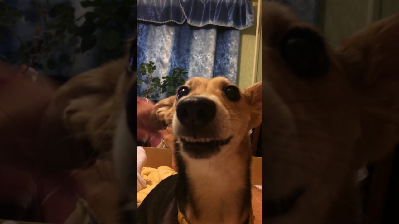 VIDEO Ovaj pas je pokazao svoju "opasnu stranu" koja će vas nasmijati do suza!