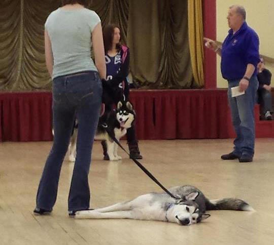 Ni psi ne vole školu: On vježba samo "lezi"