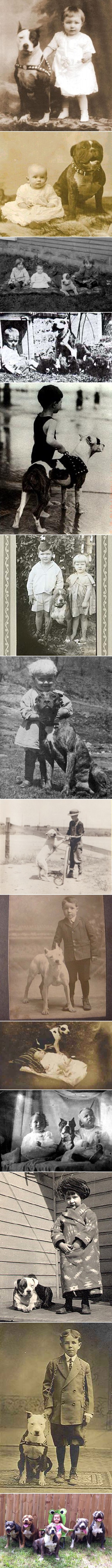 Pas "dadilja": Pitbull je savršeni pas za djecu!