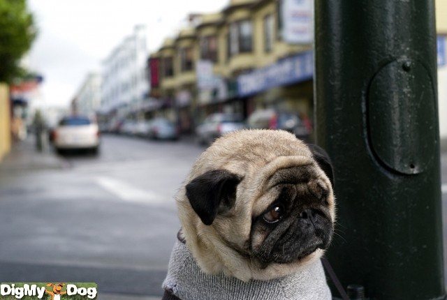 Kojim putem krenuti, gdje je put ka sreći?