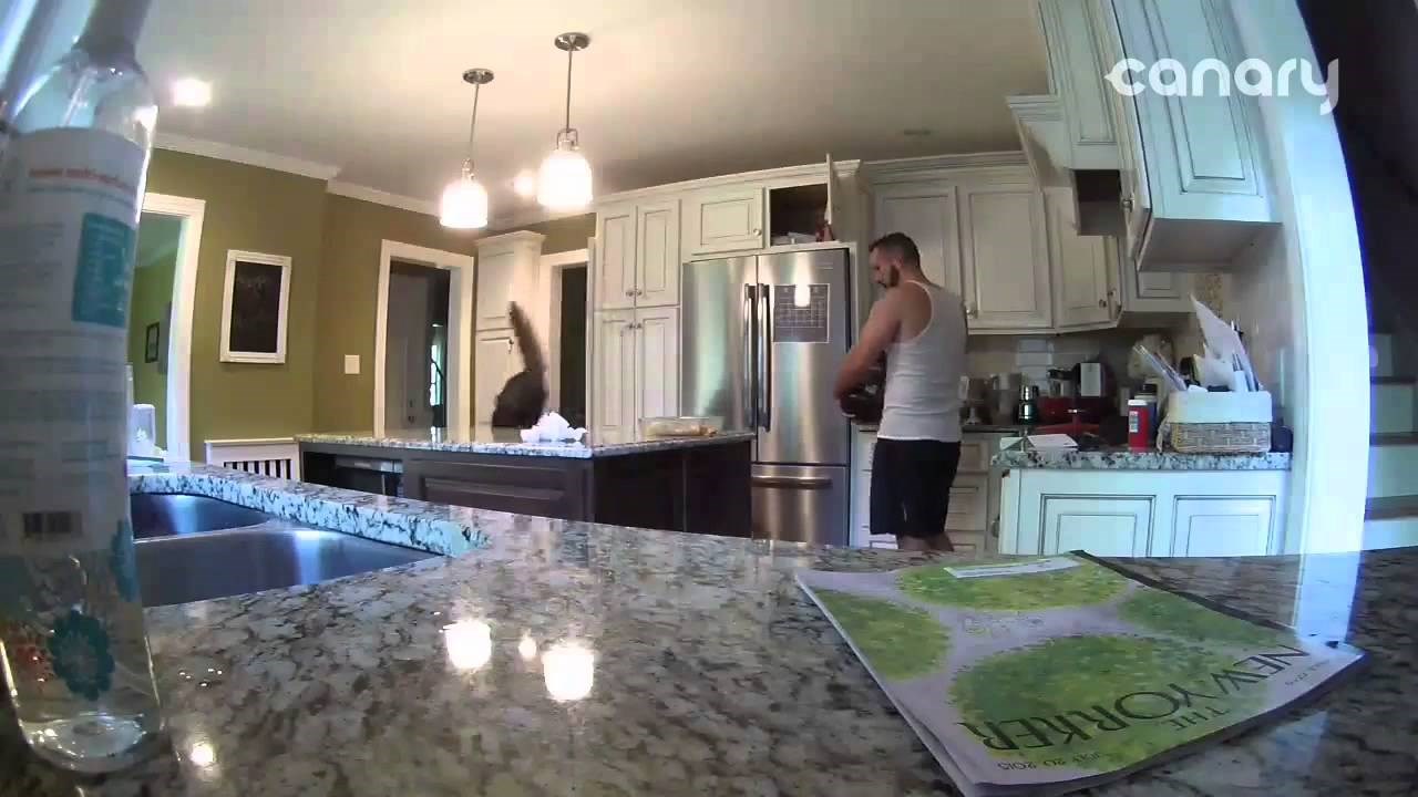 VIDEO: Mačke - slatki mali gadovi. 00:37 neprocjenjivo