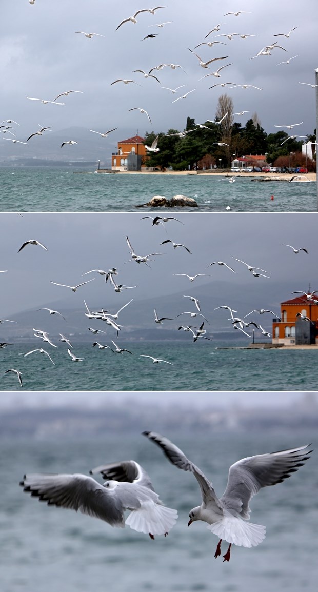 Galebovi nošeni jugom