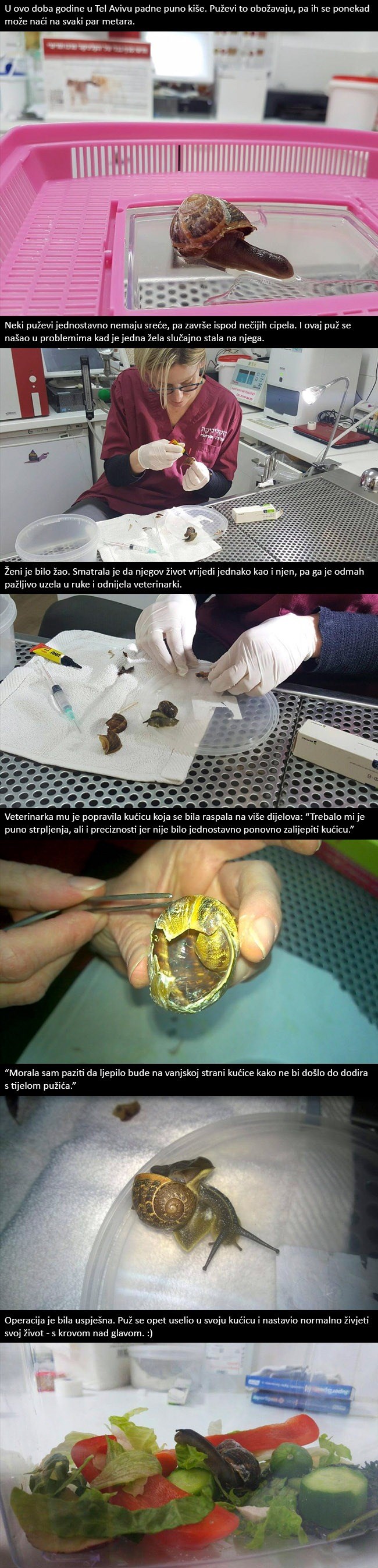 Žena slučajno stala na puža, pa ga odnijela veterinarki da mu popravi kućicu