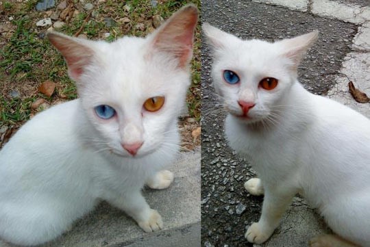 Maca sa šarenim očima: Rijedak slučaj heterokromije