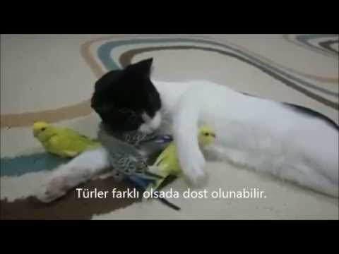 VIDEO: Najbolji prijatelji ili ručak za kasnije?