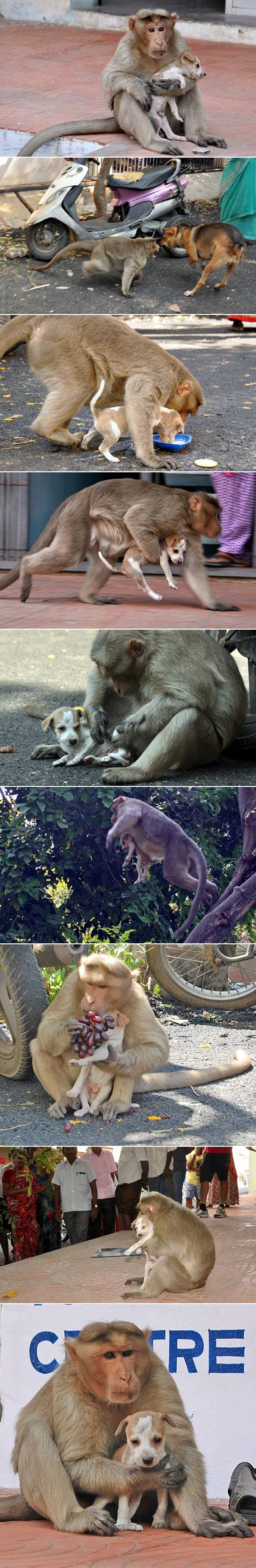Neustrašivi majmun posvojio psića, borio se za njegov život s drugim psima!