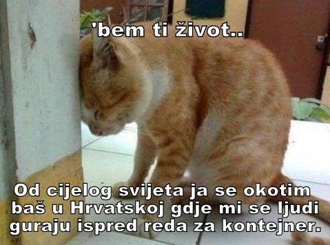 Hrvatska mačka proklela svoju sudbinu