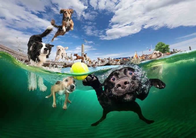 Psi raj zamišljaju kao obilje teniskih loptica