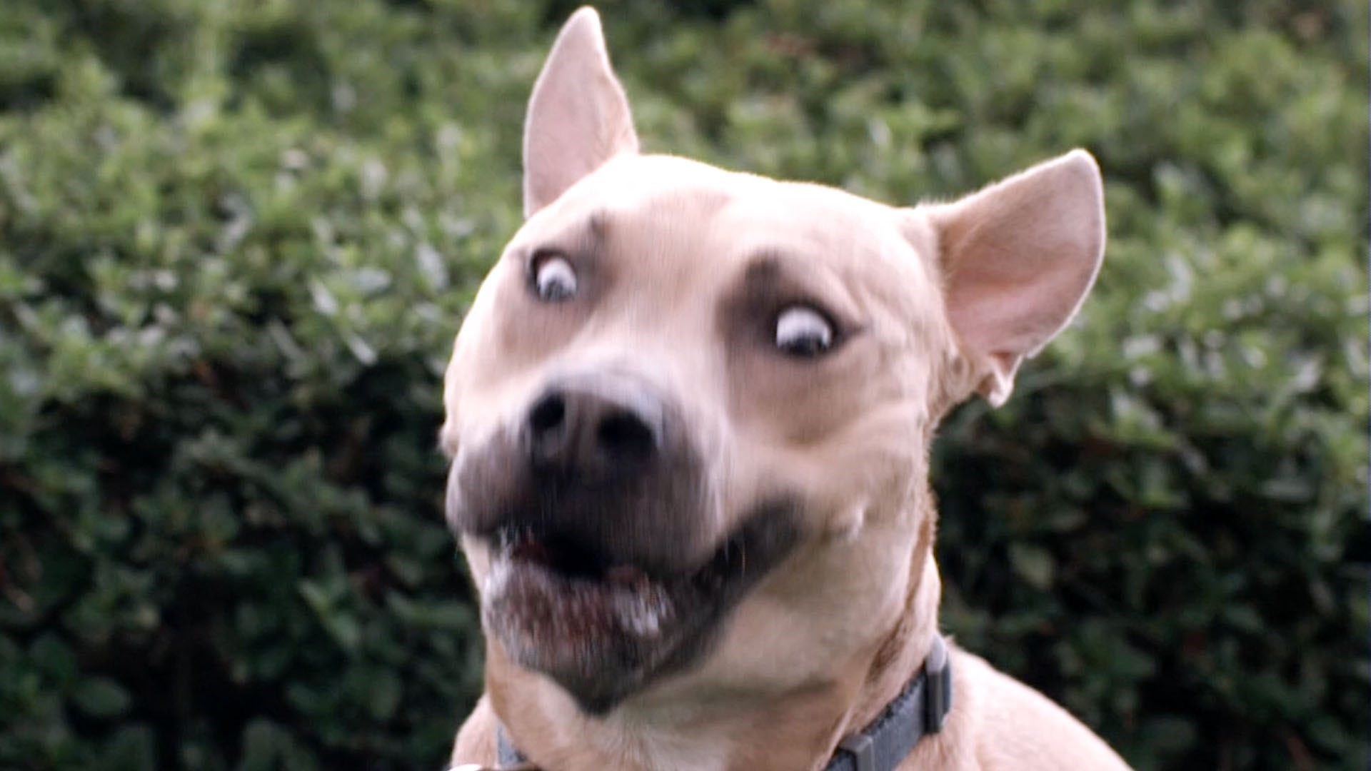 UUUSPORENI VIDEO: Smotani psi hvataju zalogajčiće