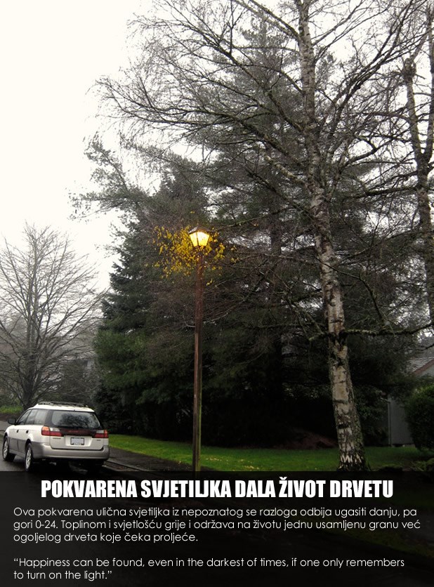 Život usred smrti: Pokvarena lampa "spasila" drvo