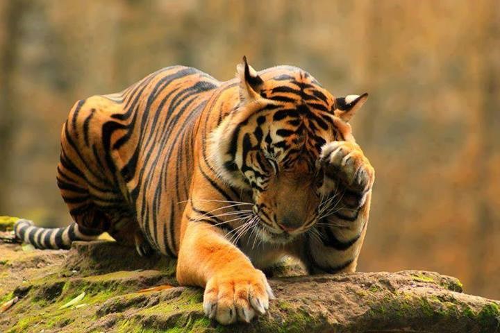 Opet pio jučer, a reko sam nikad više, prebacilo me!