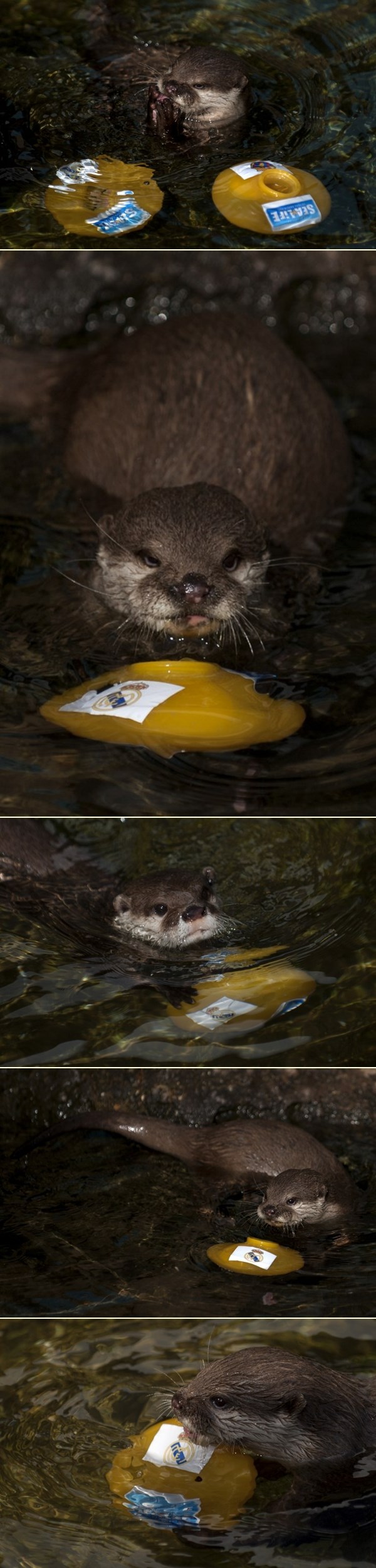 Vidra Maya u dilemi: Je li bolja Barcelona ili Real Madrid?