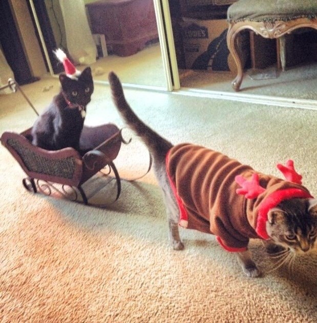 Joj, te mace, samo da je po njihovom!