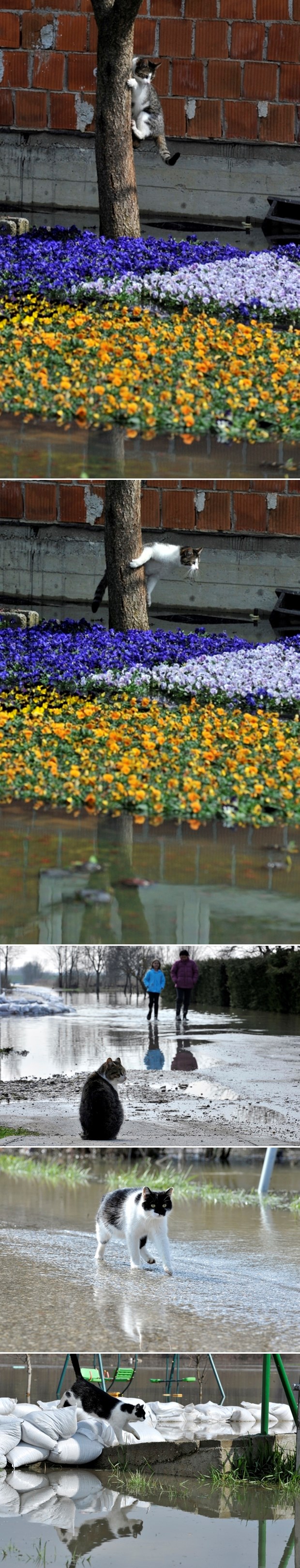 Mačje muke po poplavama: Kako preko tolike vode?