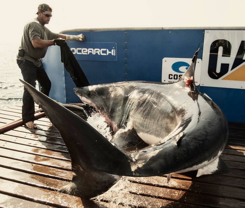 Tko kaže da znanstvenici nemaju muda