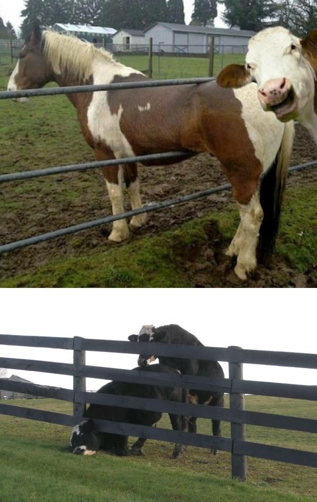 Rugala se krava konju, uto eto bika po nju