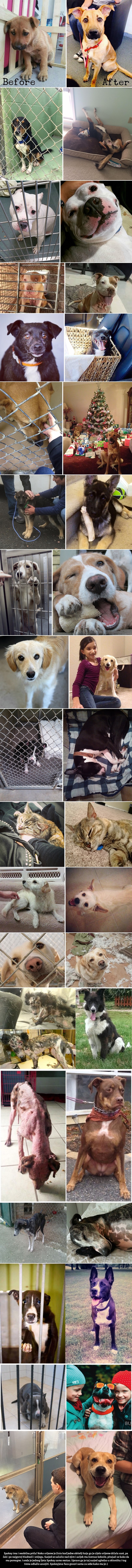 Galerija: Smiješak napuštenih četveronožnih prijatelja prije i nakon udomljenja