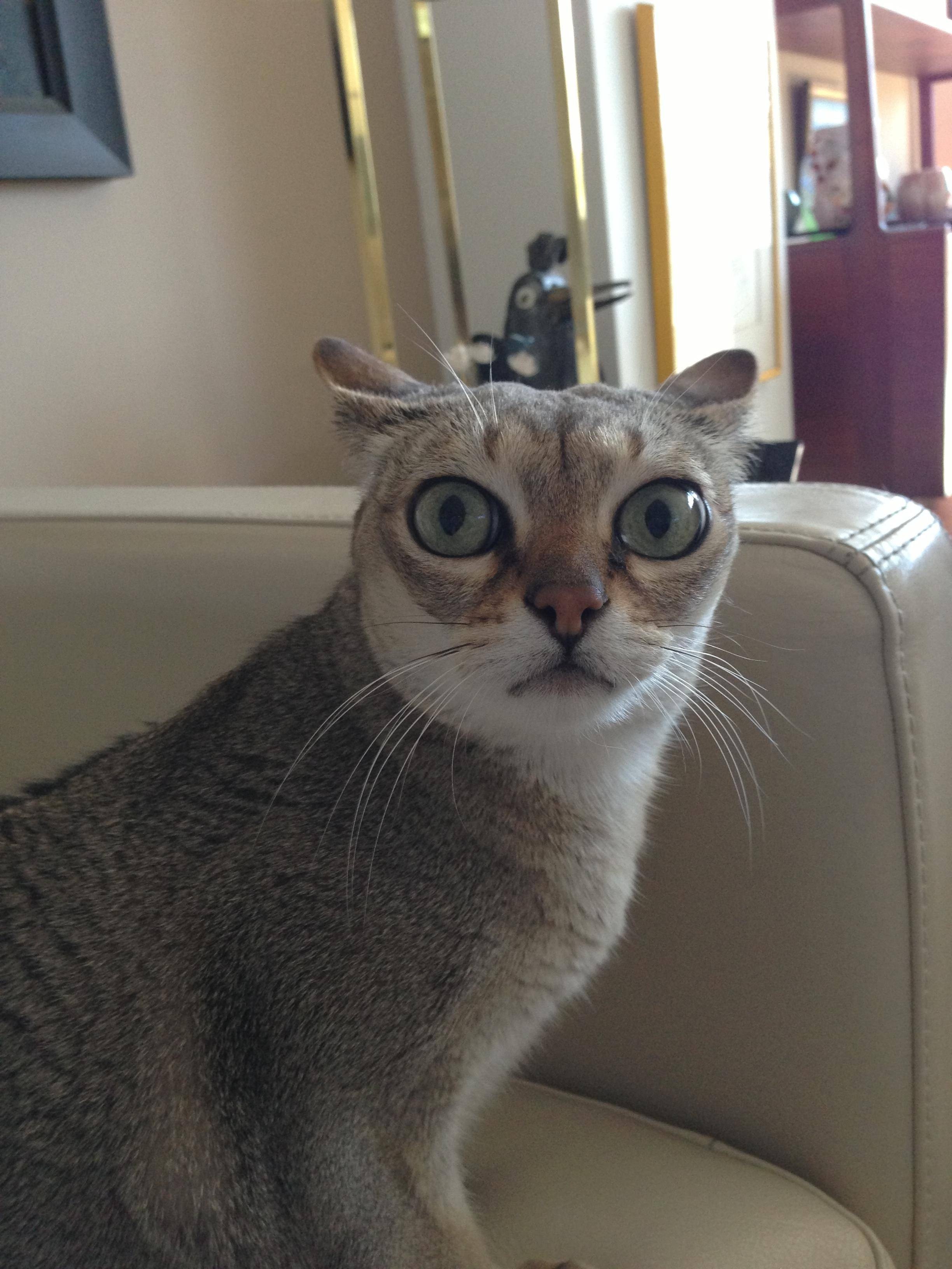 Mačak paničar uvijek na oprezu