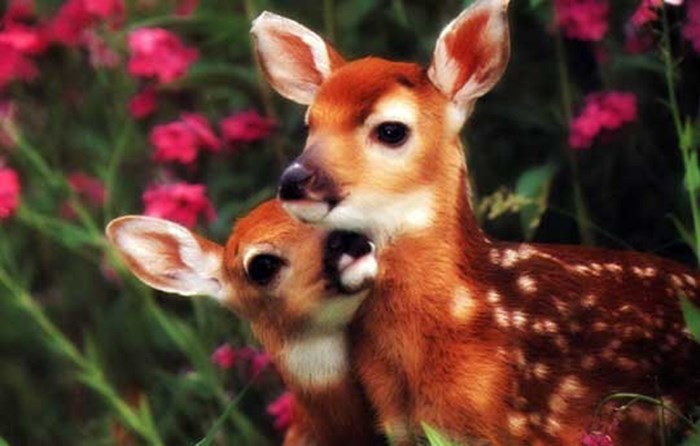 Dva Bambija u igri među cvijećem: Dašak prirode