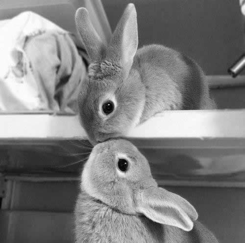 Zekonja Romeo došao svojoj Juliji dati pusicu