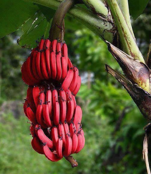 Banane dolaze i u crvenoj boji