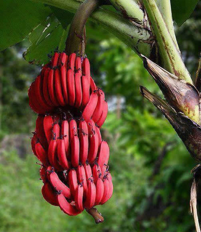 Banane dolaze i u crvenoj boji