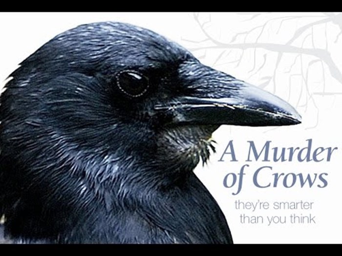National Geographic 2015 - A Murder of Crows Nature -Full Documentary