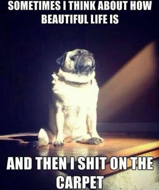 Proustovski tijek misli jednog psa