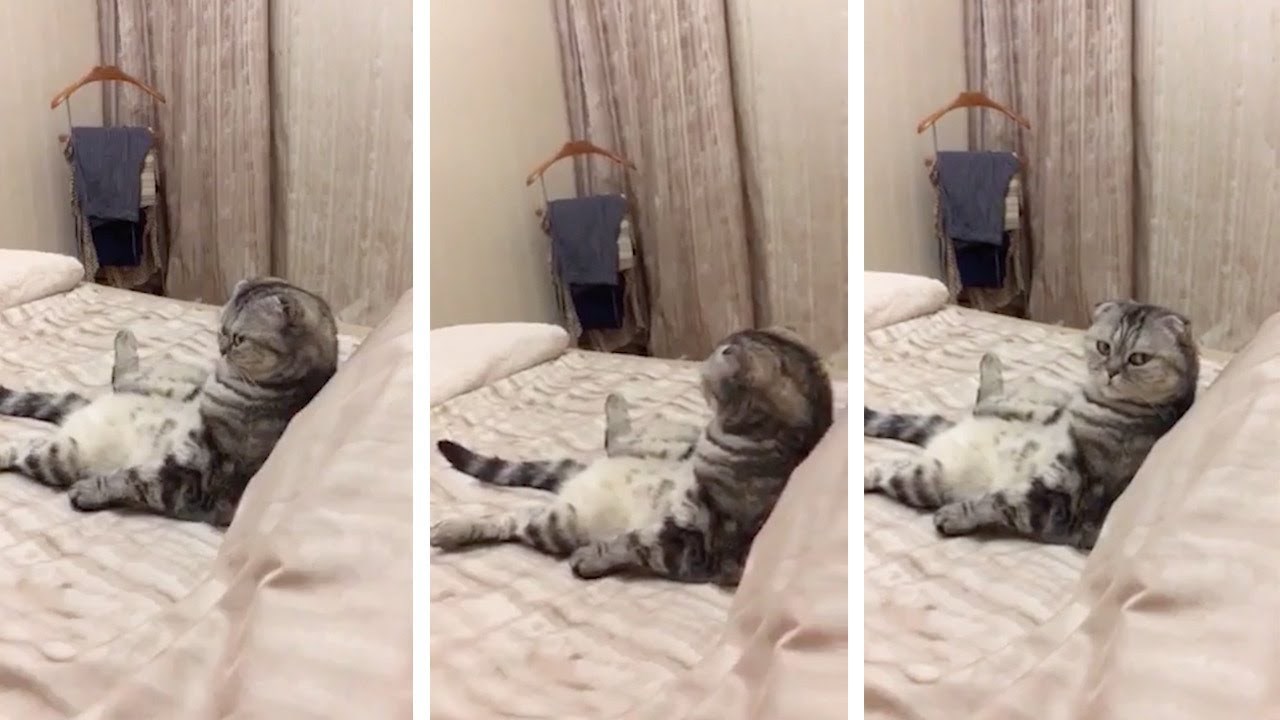 Jeste li ikad vidjeli išta slično?