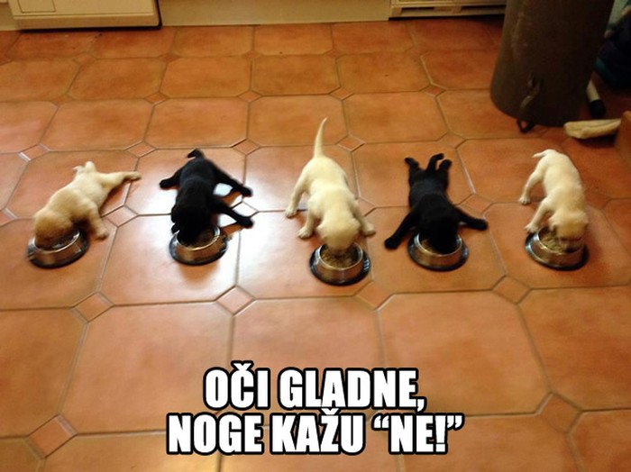Psići žderonje: Izdale ih nožice