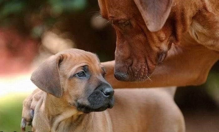 Ne brini, sine, ionako nije bila dresirana