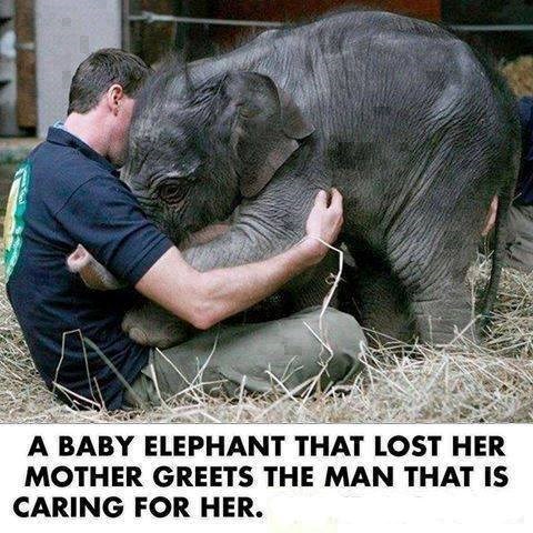 Tužni slonić našao utjehu u zagrljaju novog prijatelja