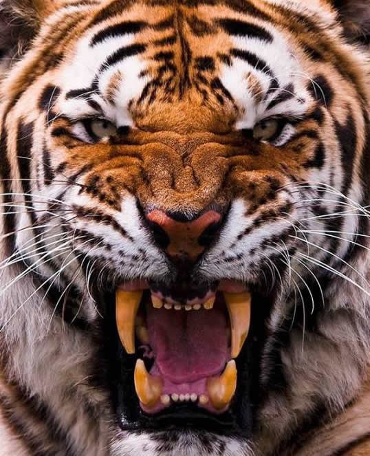 Lako puškom izdaleka, sretni se s njim oči u oči