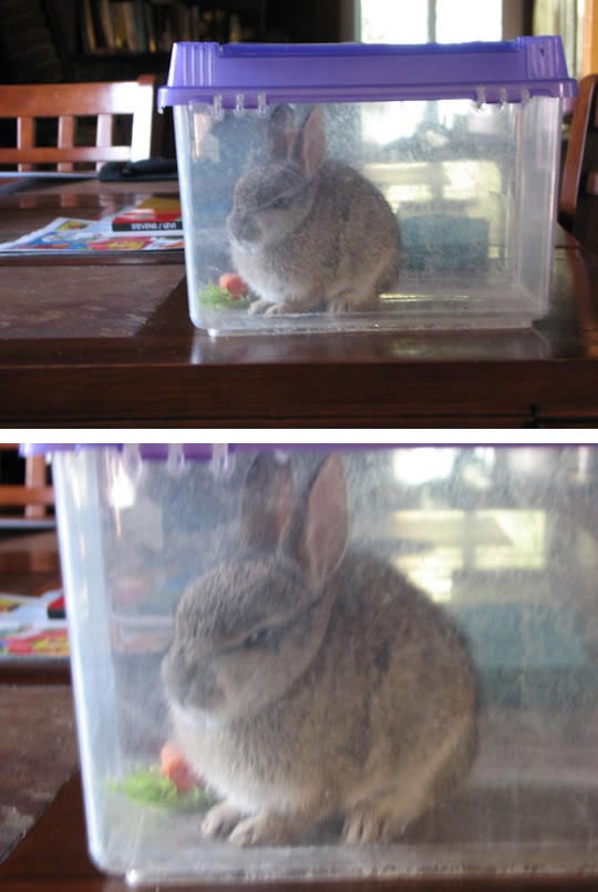 Ektremno ljuti zec se duri čak i na mrkvu