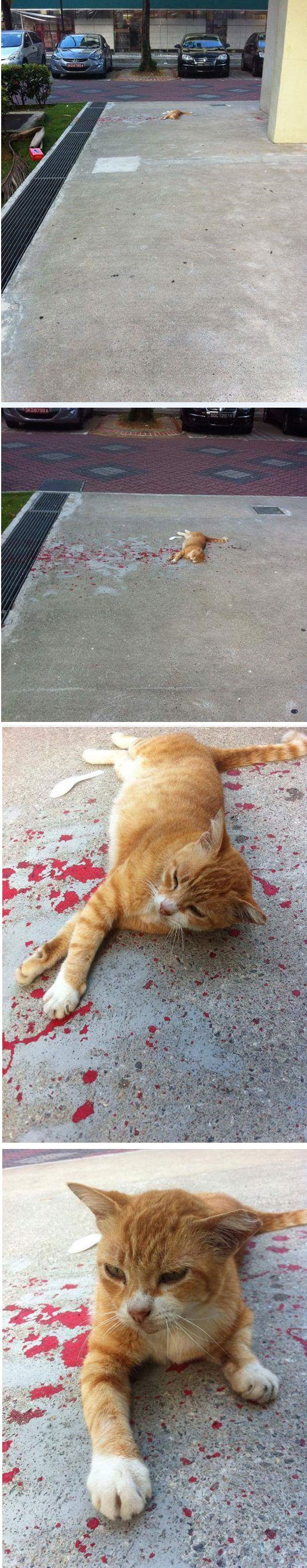 Potrčao je kako bi spasio macu koja je ležala u lokvi krvi, a kada se približio dočekalo ga je iznenađenje 