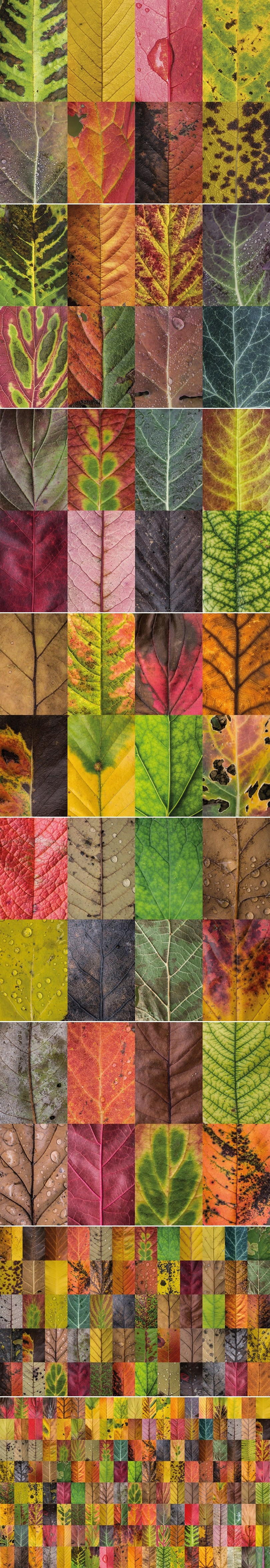 Ljepota nesavršenosti i različitosti u stotinama listova