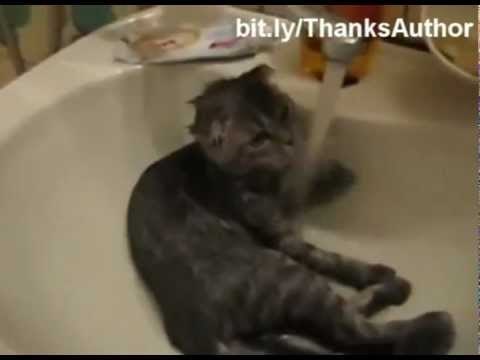 Funny cats in water, EPIC