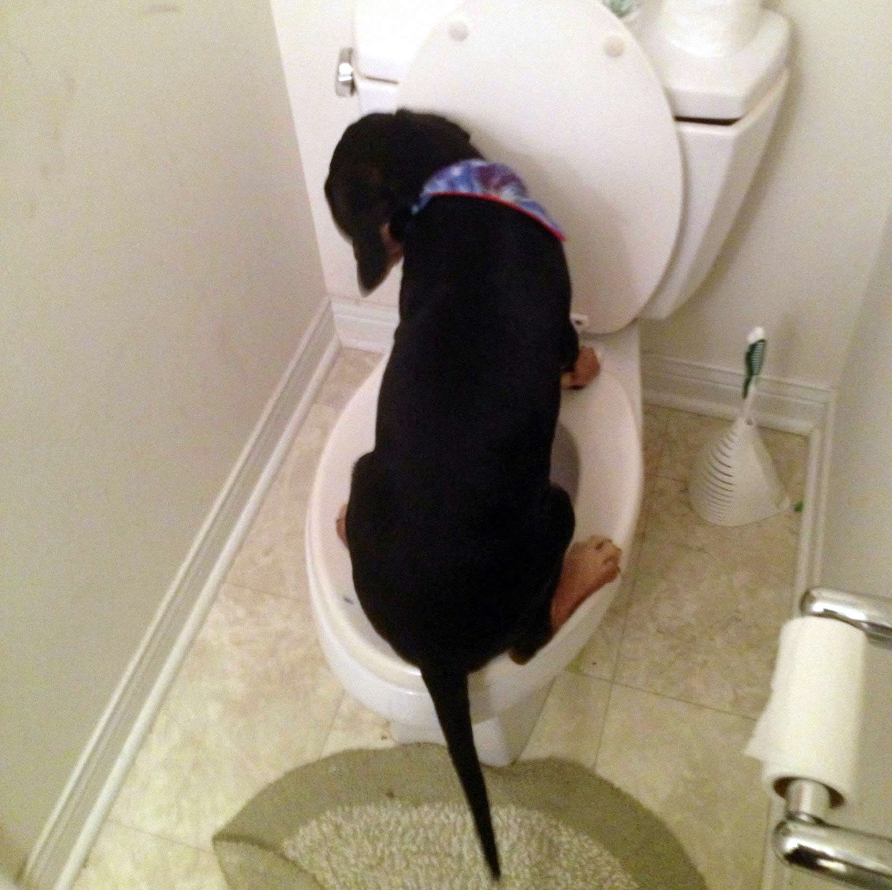 Psić naučio koristiti WC školjku