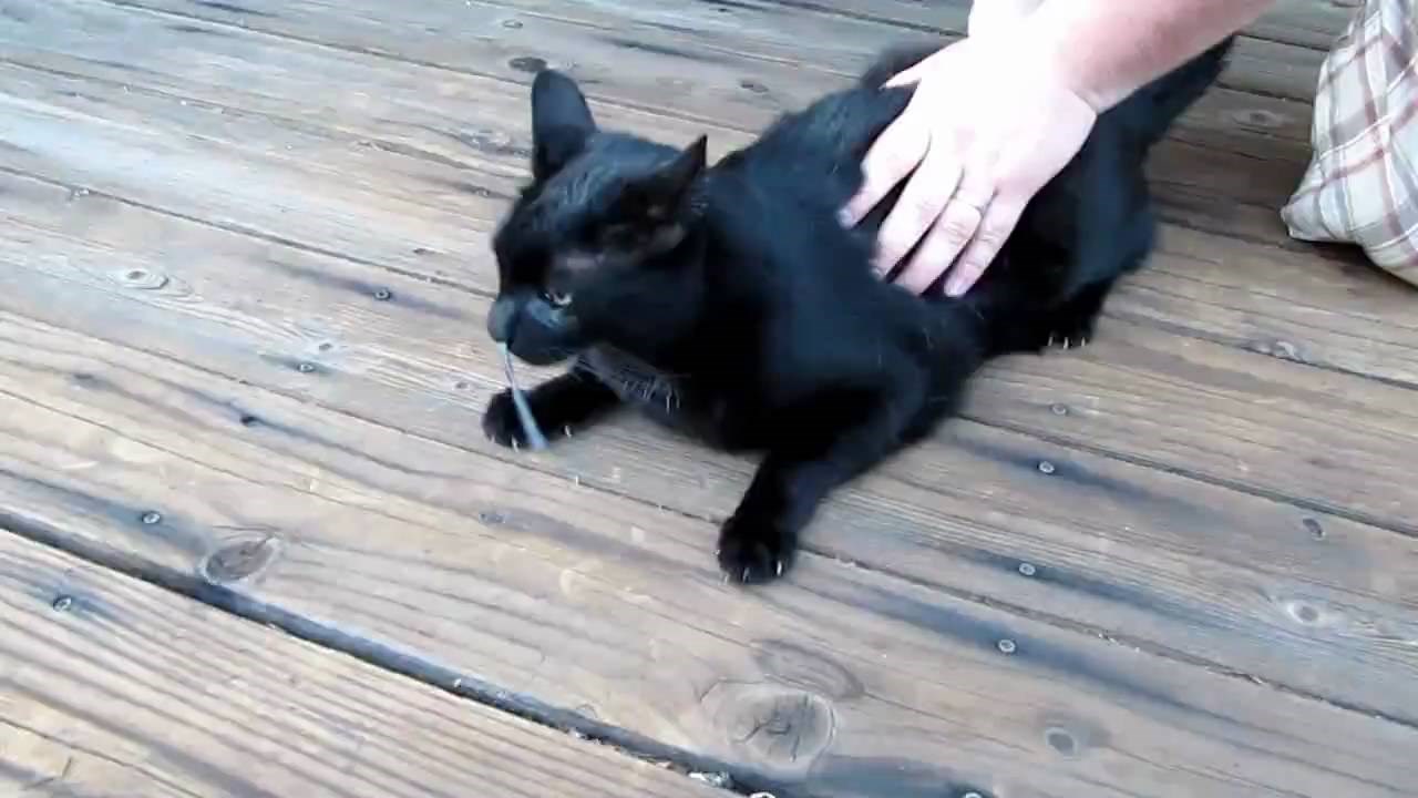 Šokantan prizor: Mačka cijelo vrijeme mjaukala, zmija joj se uvukla u nos!