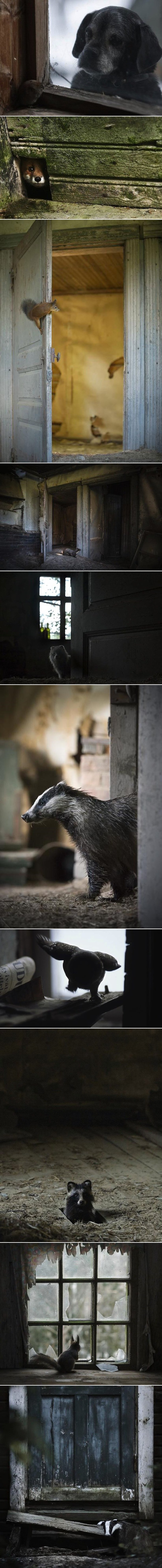 Postavio je kameru u napuštenu kuću usred šume, ono što je uhvatio je čisto savršenstvo!