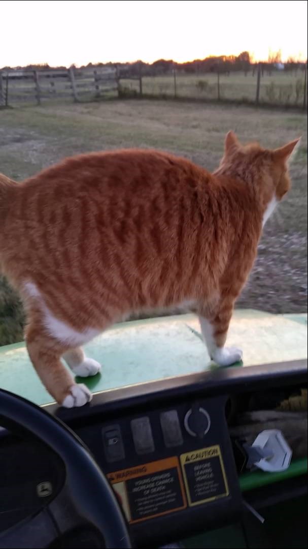 VIDEO: Tiger - pravda je konačno zadovoljena