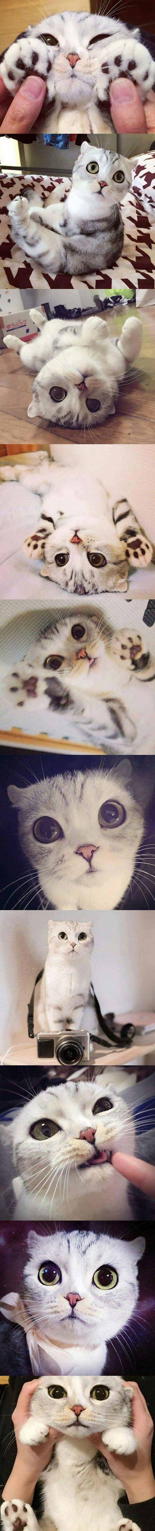 Ova predivna maca uljepšat će svačiji dan