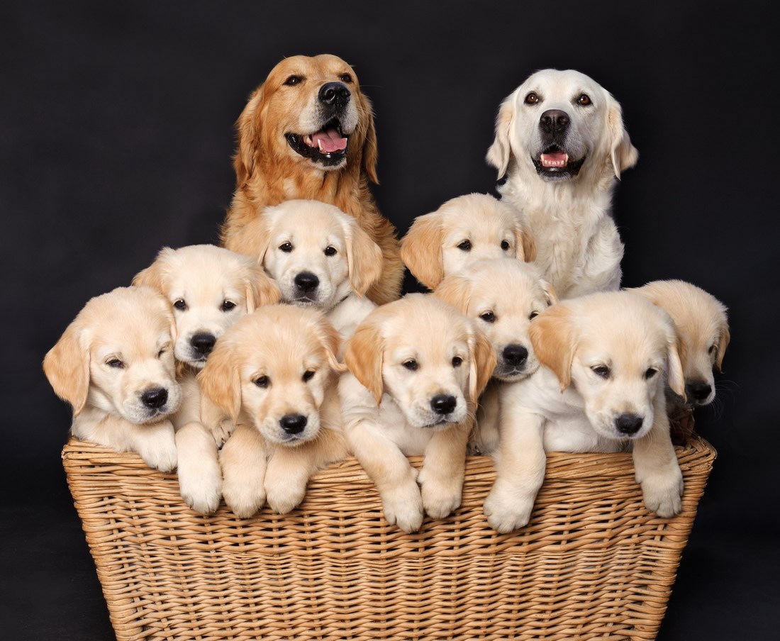 Velika sretna obitelj