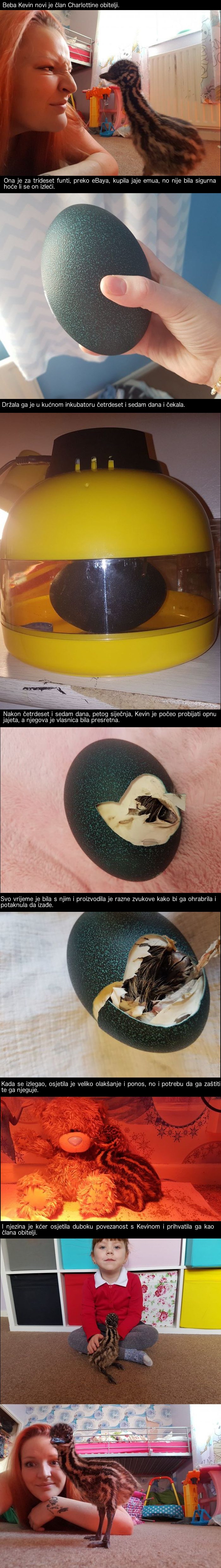 Kupila je jaje preko interneta, a ono što se iz njega izleglo iznenadilo ju je