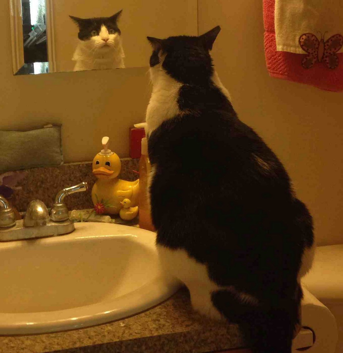 Mačak s egizistencijalnom krizom - tko sam, zapravo?