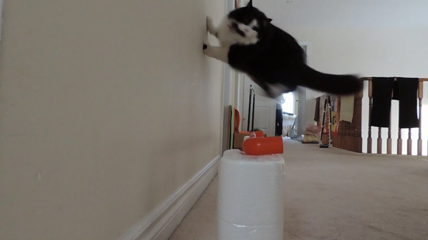 VIDEO: Tko kaže da se sa mačkama ne može trenirati?