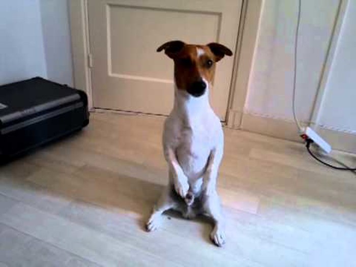 Morate vidjeti kako mali Jack Russell terijer uživa izvodeći vratolomije!