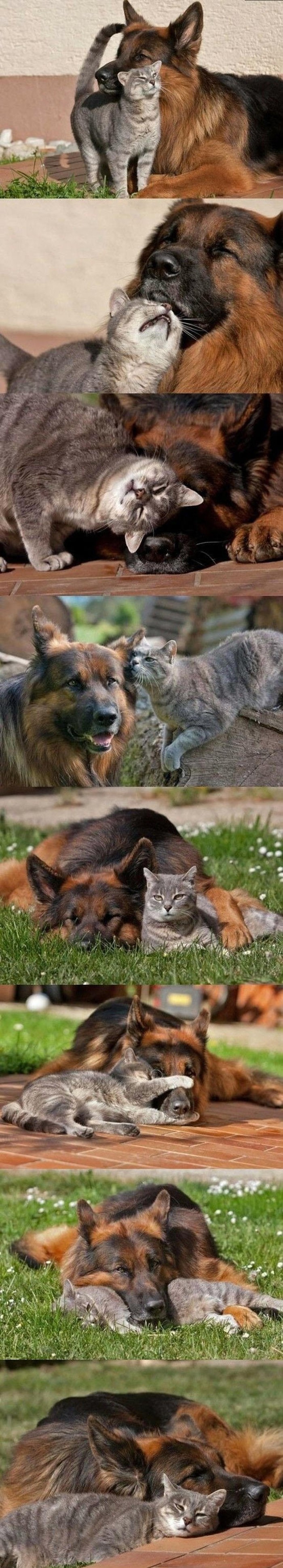Najveća ikad viđena ljubav između psa i mačke