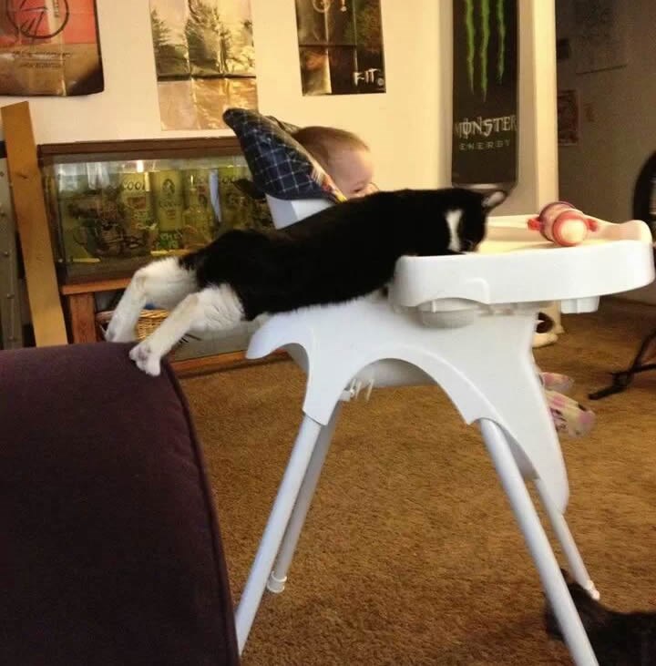 Joj, te mace, trgaju djeci od usta? Ccc..