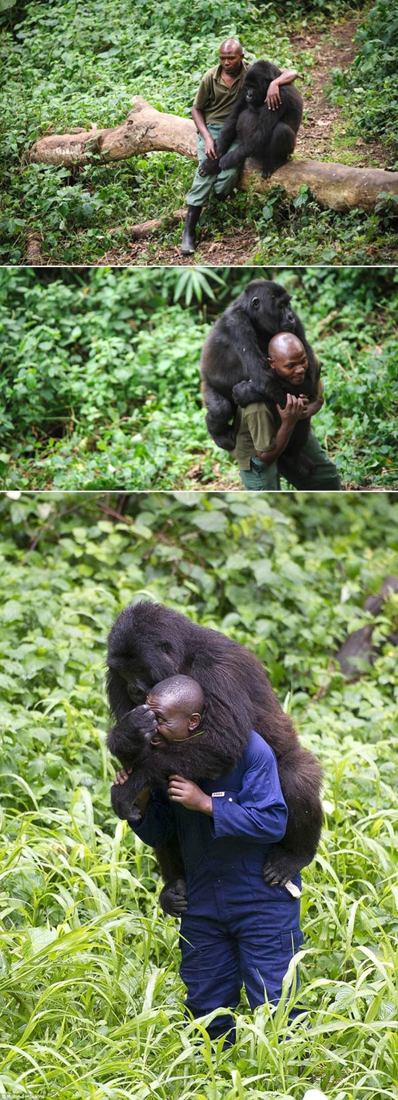 GALERIJA: Dirljiv trenutak u kojem čuvar parka tješi tužnog gorilu, kojem su krivolovci ubili mamu